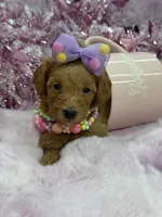 BARBIE MALTIPOO, a female Maltipoo for sale in Miami, FL – Photo 5 of 10