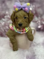 BARBIE MALTIPOO, a female Maltipoo for sale in Miami, FL – Photo 10 of 10