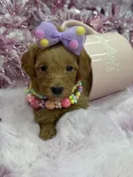 BARBIE MALTIPOO, a female Maltipoo for sale in Miami, FL – Photo 7 of 10