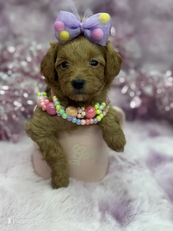 BARBIE MALTIPOO – Maltipoo puppy for sale in Miami, FL