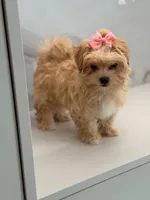 Minnie , a female Maltipoo for sale in Miami, FL – 3 of 7