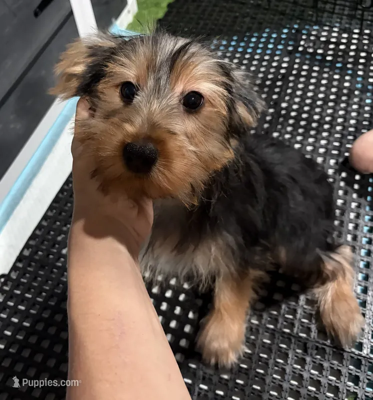 Yorkie – Yorkshire Terrier puppy for sale in Bourne, MA