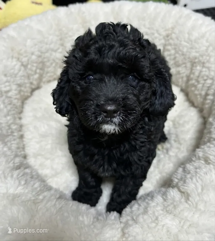 Caio – Cavapoo puppy for sale in Bourne, MA