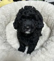 Caio, a male Cavapoo for sale in Bourne, MA – 1 of 1