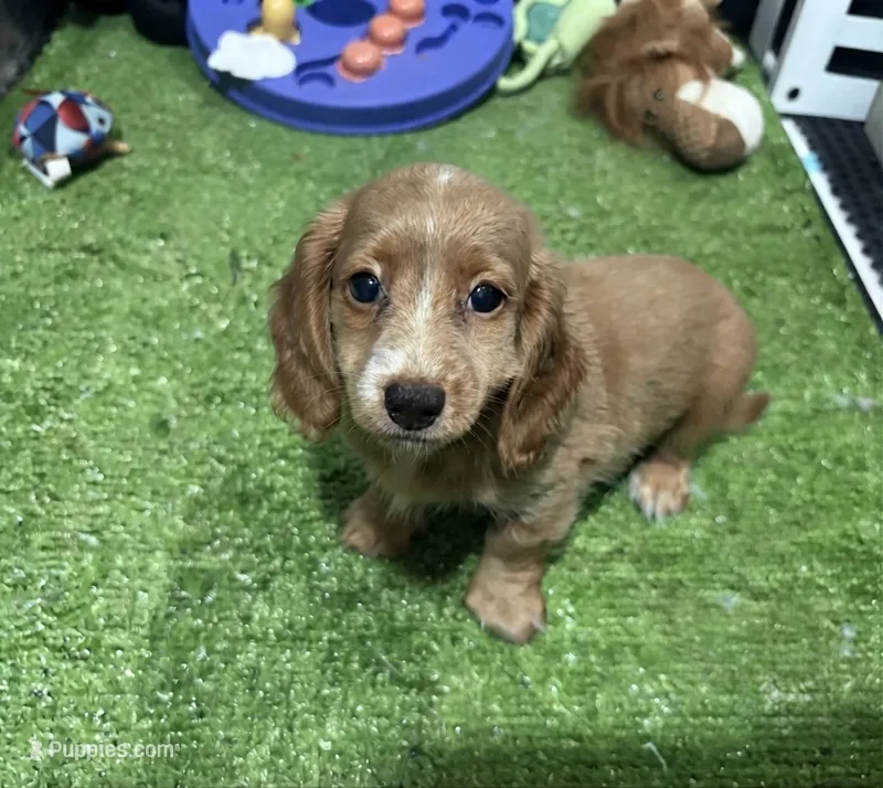 Hug – Miniature Dachshund puppy for sale in Bourne, MA