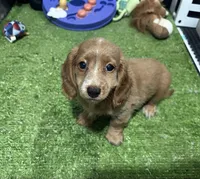 Hug, a female Miniature Dachshund for sale in Bourne, MA – 1 of 1