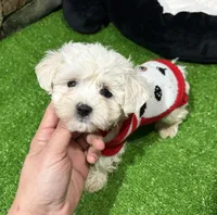 Percy, a male Maltese for sale in Bourne, MA – Photo 1 of 2