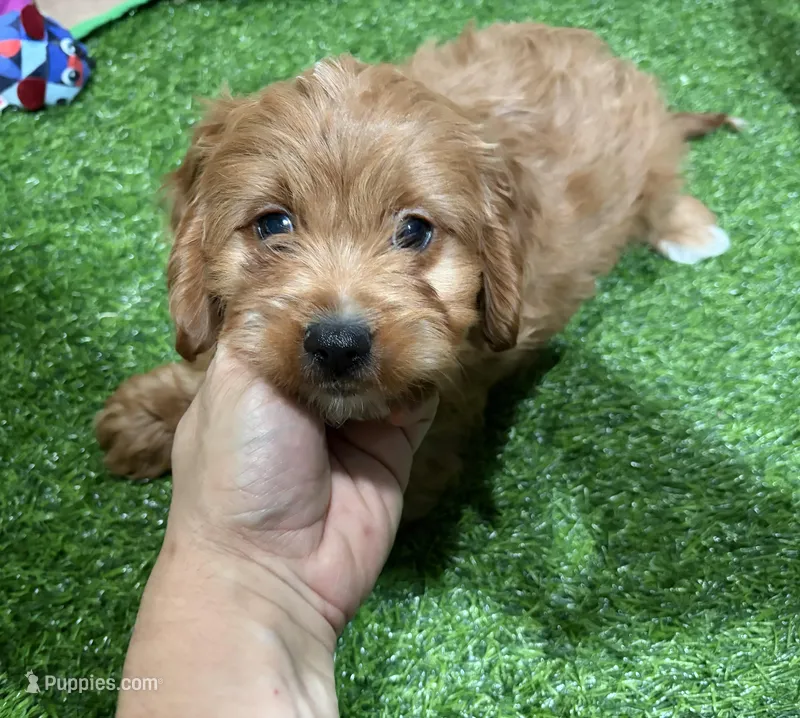 Victor – Cavapoo puppy for sale in Bourne, MA