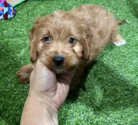 Victor, a male Cavapoo for sale in Bourne, MA – 3 of 6
