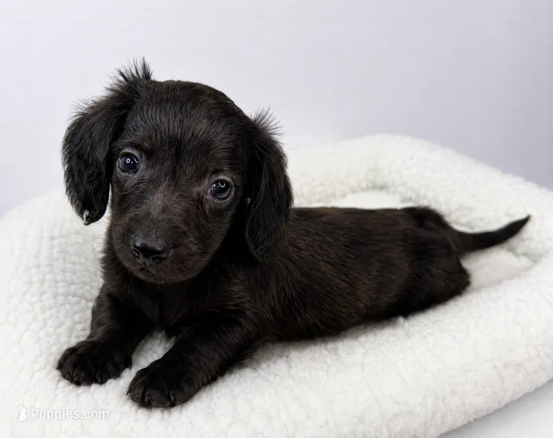 Sean – Miniature Dachshund puppy for sale in Bourne, MA