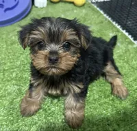 Suzy, a female Yorkshire Terrier for sale in Bourne, MA – 1 of 1