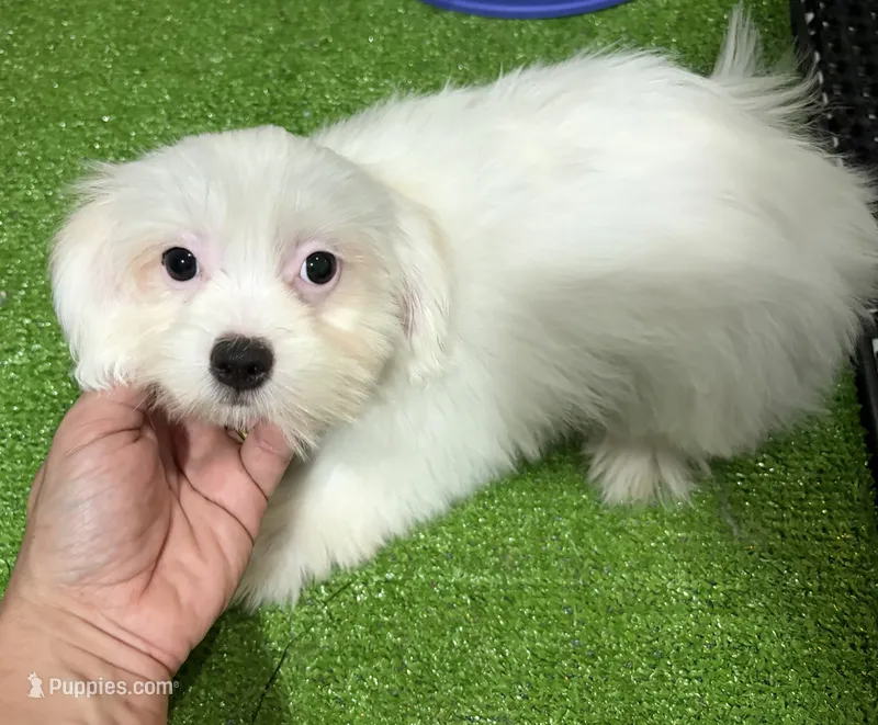 Jake – Shichon puppy for sale in Bourne, MA
