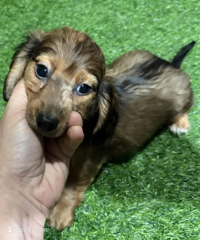 Leo – Miniature Dachshund puppy for sale in Bourne, MA