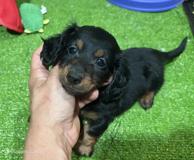 Kile – Miniature Dachshund puppy for sale in Bourne, MA