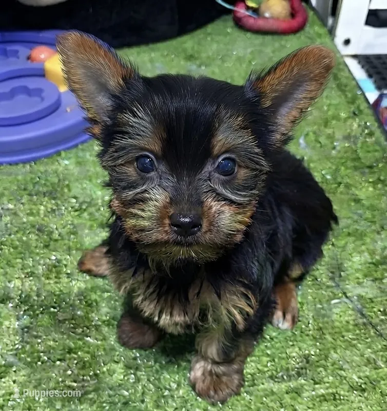 Xio – Yorkshire Terrier puppy for sale in Bourne, MA