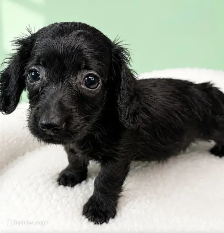 Ryan – Miniature Dachshund puppy for sale in Bourne, MA