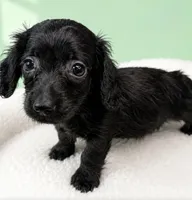 Ryan, a male Miniature Dachshund for sale in Bourne, MA – 1 of 1
