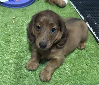 Fred, a male Miniature Dachshund for sale in Bourne, MA – 1 of 1