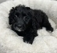 Bruno, a male Cavapoo for sale in Bourne, MA – 2 of 2