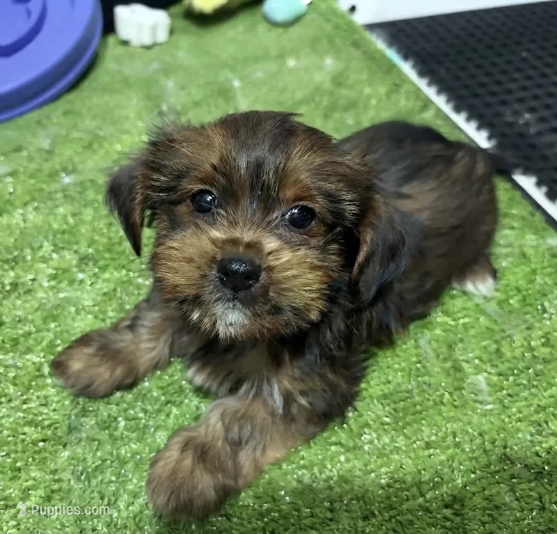 Abe – Shorkie puppy for sale in Bourne, MA