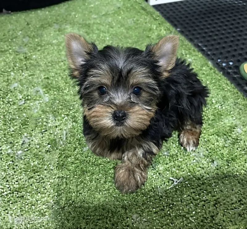 Fiona – Yorkshire Terrier puppy for sale in Bourne, MA
