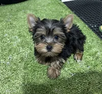 Fiona, a female Yorkshire Terrier for sale in Bourne, MA – 1 of 1