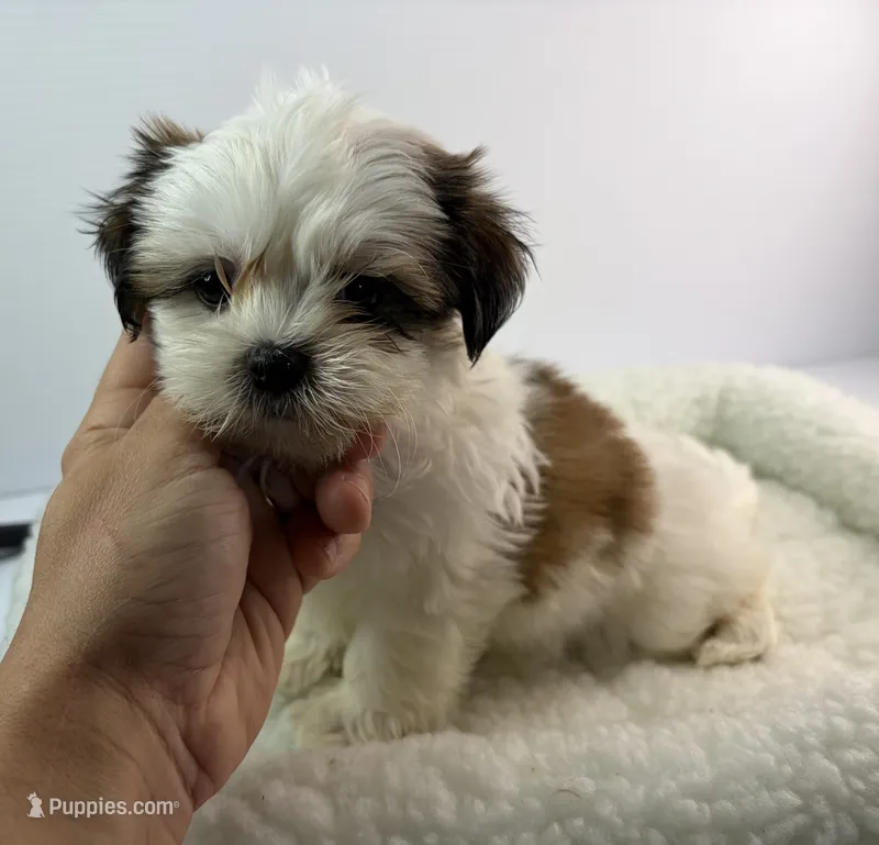 Teddy – Shichon puppy for sale in Bourne, MA
