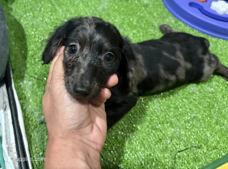 Obi – Miniature Dachshund puppy for sale in Bourne, MA