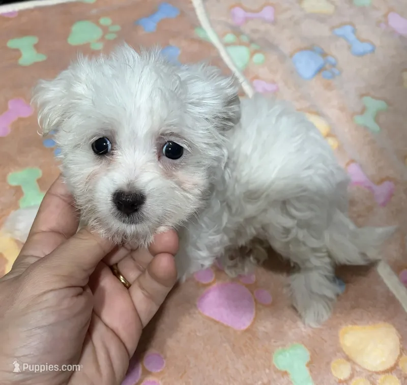 Holy – Maltese puppy for sale in Bourne, MA