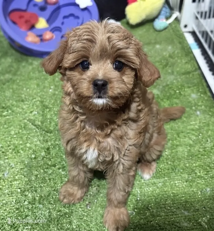 Elena – Cavapoo puppy for sale in Bourne, MA