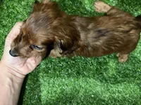 Luke, a male Dachshund for sale in Bourne, MA – Photo 3 of 3