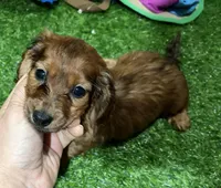 Luke, a male Dachshund for sale in Bourne, MA – Photo 2 of 3