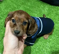 Luke, a male Dachshund for sale in Bourne, MA – Photo 1 of 3