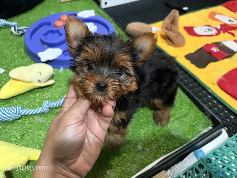Vlu – Yorkshire Terrier puppy for sale in Bourne, MA