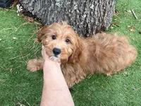 Victor, a male Cavapoo for sale in Bourne, MA – 2 of 6