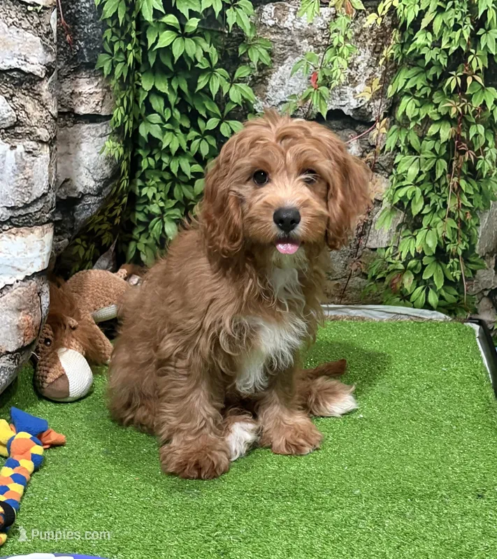 Victor – Cavapoo puppy for sale in Bourne, MA