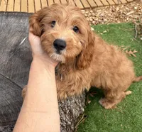 Victor, a male Cavapoo for sale in Bourne, MA – 4 of 6
