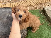 Victor, a male Cavapoo for sale in Bourne, MA – 5 of 6
