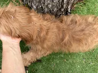 Victor, a male Cavapoo for sale in Bourne, MA – 6 of 6