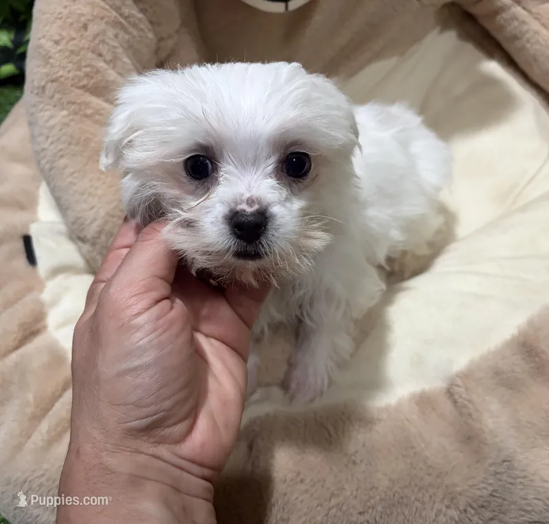 Teacup Gino, a male Maltese for sale in Bourne, MA – Photo 1 of 1