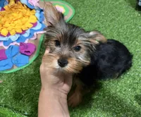 Rudolph, a male Yorkshire Terrier for sale in Bourne, MA – Photo 1 of 4