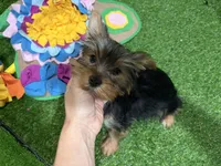 Rudolph, a male Yorkshire Terrier for sale in Bourne, MA – Photo 3 of 4