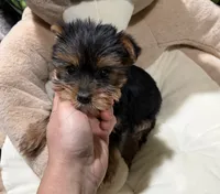 Rudolph, a male Yorkshire Terrier for sale in Bourne, MA – Photo 4 of 4