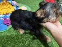 Rudolph, a male Yorkshire Terrier for sale in Bourne, MA – Photo 2 of 4