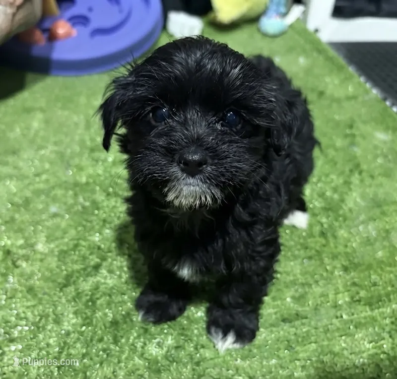 Mike – Morkie puppy for sale in Bourne, MA