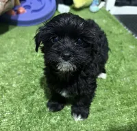 Mike, a female Morkie for sale in Bourne, MA – 1 of 1