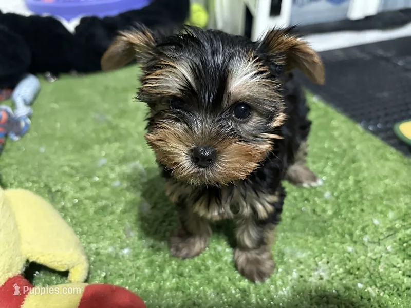 Don – Yorkshire Terrier puppy for sale in Bourne, MA