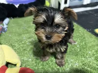 Don, a male Yorkshire Terrier for sale in Bourne, MA – 1 of 1