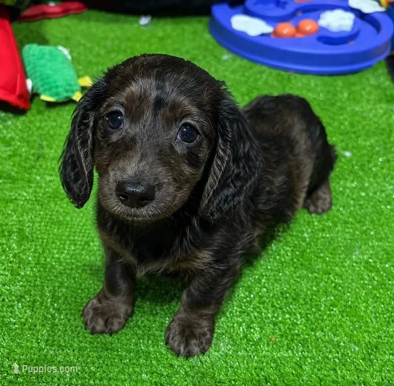Luke – Miniature Dachshund puppy for sale in Bourne, MA