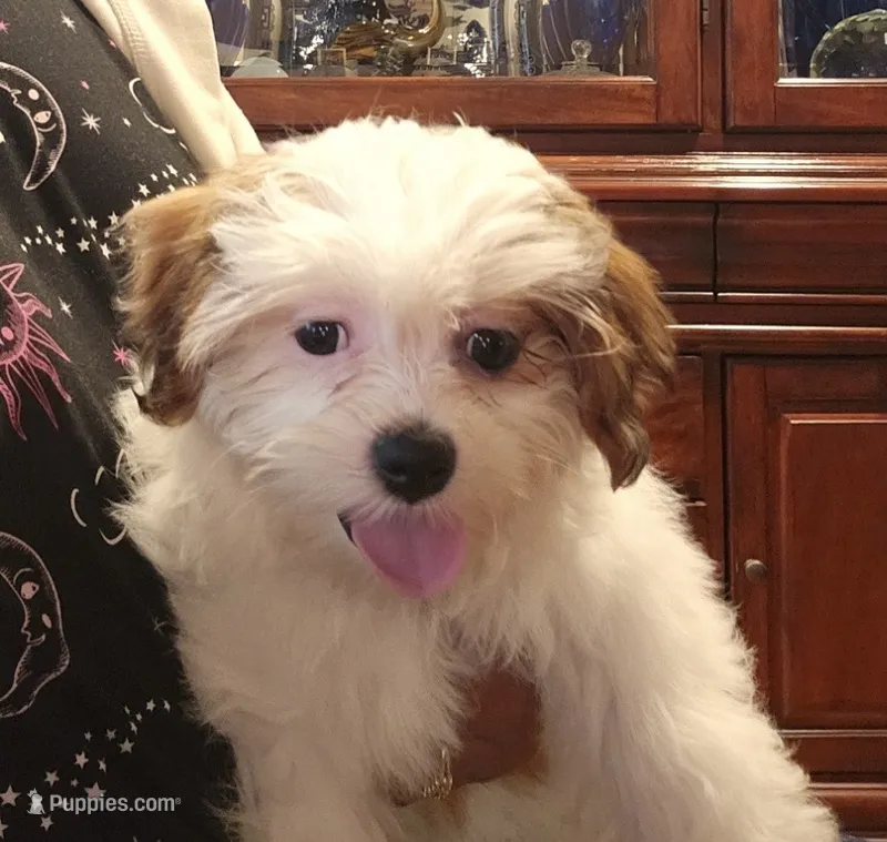 Soph – Shichon puppy for sale in Bourne, MA